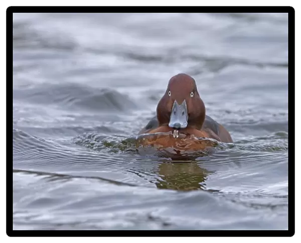 Ferruginous Duck (Aythya nyroca) adult male, swimming head on, Pensthorpe Nature Reserve, February (captive)