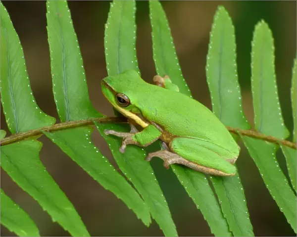 Eastern Dwarf Treefrog (Litoria fallax) adult, resting on fern frond, Atherton Tableland, Great Dividing Range