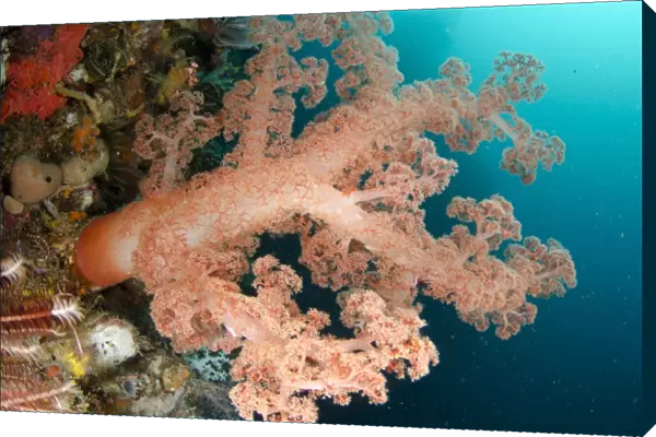 Orange Glomerate Tree Coral (Dendronephthya sp. ) and crinoids in reef, Horseshoe Bay, Nusa Kode, Rinca Island