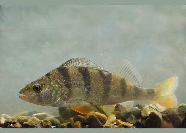 Perch (Perca fluviatilis) adult, swimming over gravel in tank, England, May