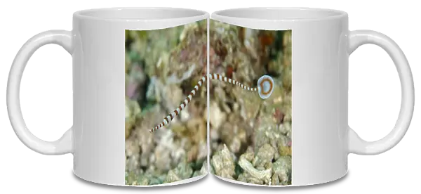 Ringed Pipefish (Dunckerocampus dactyliophorus) adult, swimming, Rinca Island, Komodo N. P