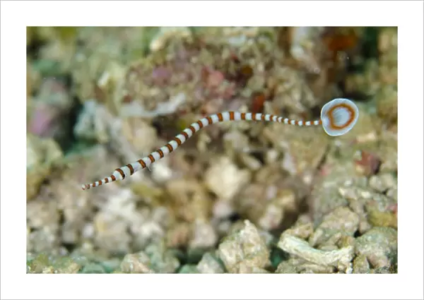 Ringed Pipefish (Dunckerocampus dactyliophorus) adult, swimming, Rinca Island, Komodo N. P