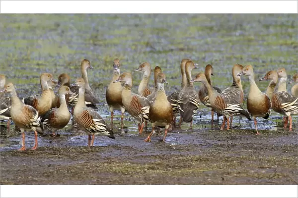 Plumed Whistling-duck (Dendrocygna eytoni) flock, roosting on mudflat, Hasties Swamp N. P