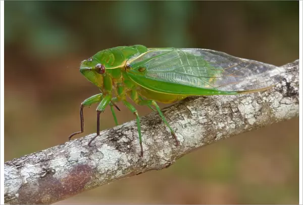 Australian Green Grocer Cicada (Cyclochila australasiae) Green Monday form, adult, resting on twig, Atherton Tableland
