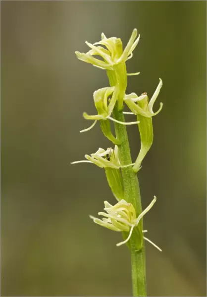 Fen Orchid (Liparis loeselii) close-up of flowerspike, Upton Fen, The Broads N. P. Norfolk, England, July