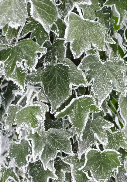 Common Ivy (Hedera helix) close-up of hoar frost covered leaves, Staffordshire, England, December