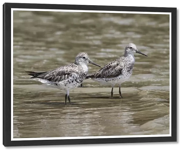Great Knot (Calidris tenuirostris) two adults, non-breeding plumage, standing on mudflats at waterfront, Cairns