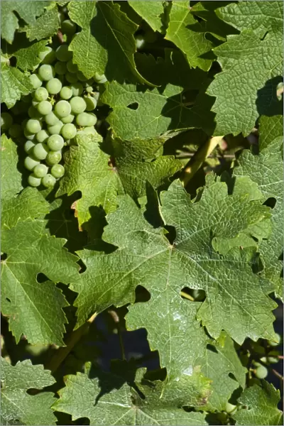Dried deposit of sprayed fungicide on the leaves of a grapevine with maturing fruit