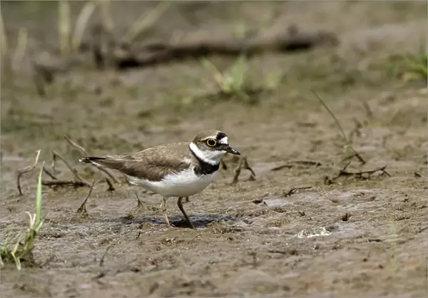 Little Ringed Plover adult in summer plumage