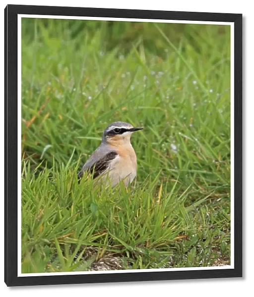 Northern Wheatear (Oenanthe oenanthe) immature male, second calendar year plumage