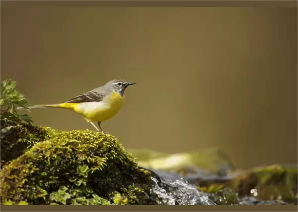 Grey Wagtail (Montacilla cinerea) adult, standing on mossy rocks at edge of stream, Lathkill Dale, Peak District N. P