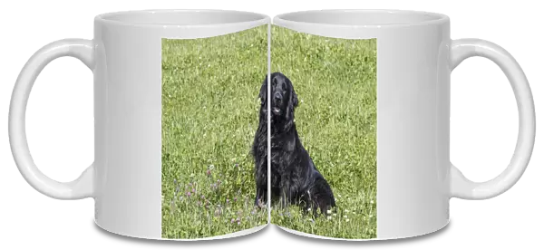 Domestic Dog, Flat-coated Retriever, adult female, four years old, sitting in meadow, Suffolk, England, May