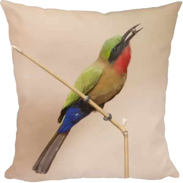 Red-throated Bee-eater (Merops bullocki) adult, with insect prey in beak, perched on stem, Gambia, February