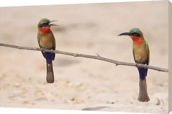 Red-throated Bee-eater (Merops bullocki) two adults, perched on twig, Gambia, February