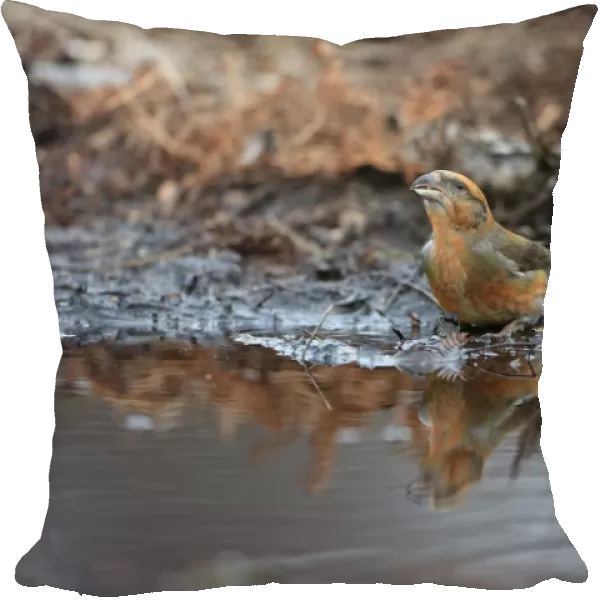 Red Crossbill (Loxia curvirostra) adult male and female, drinking at pool, Norfolk, England, February