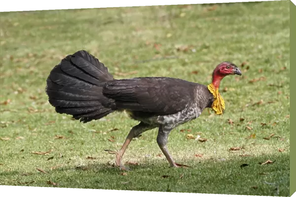 Australian Brush-turkey (Alectura lathami) adult male, walking on grass, Atherton Tableland, Great Dividing Range