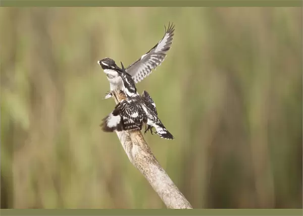 Pied Kingfisher (Ceryle rudis) two adult females, fighting on branch, Gambia, February