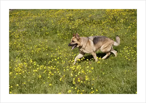 Domestic Dog, German Shepherd Dog, adult, walking in field with flowering buttercups, England, June