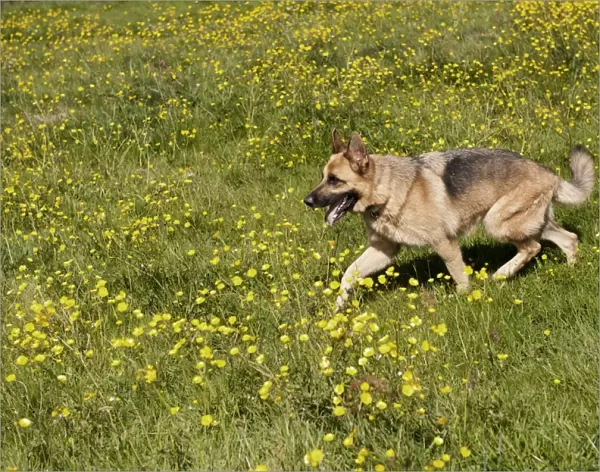 Domestic Dog, German Shepherd Dog, adult, walking in field with flowering buttercups, England, June