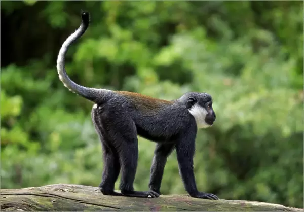 L Hoests Monkey (Cercopithecus lhoesti) adult, standing on branch (captive)