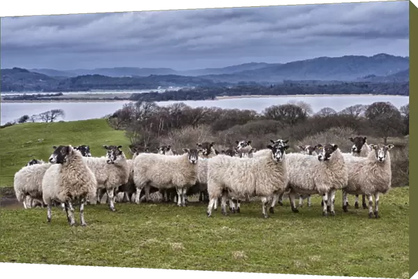 Domestic Sheep, mule ewes, flock standing in pasture, River Leven, Ulverston, Cumbria, England, March