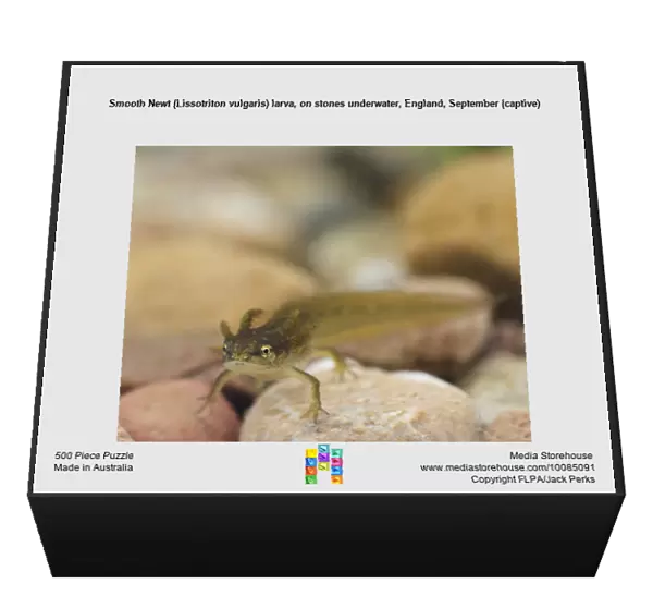 Smooth Newt (Lissotriton vulgaris) larva, on stones underwater, England, September (captive)