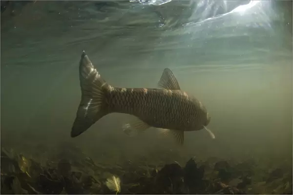 European Chub (Squalius cephalus) adult, swimming away in river, River Witham, Lincolnshire, England, October