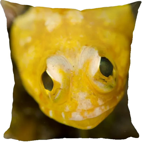 Solar Jawfish (Opistognathus solorensis) adult, close-up of head, Lembeh Straits, Sulawesi, Sunda Islands, Indonesia