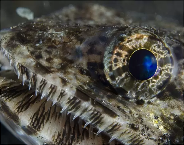Slender Lizardfish (Saurida gracilis) adult, close-up of head, Lembeh Straits, Sulawesi, Sunda Islands, Indonesia