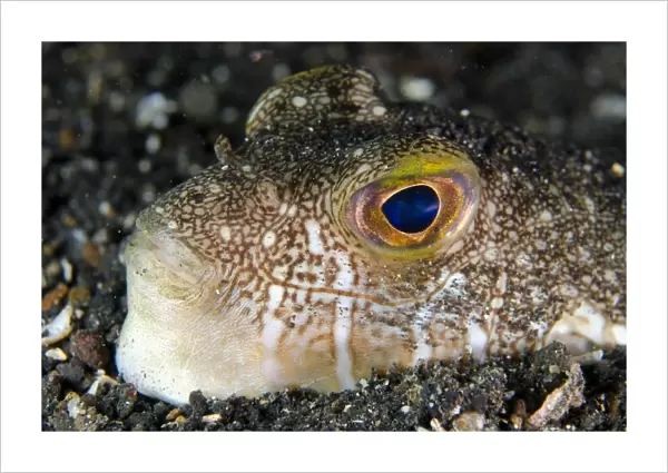 Shortfin Puffer (Torquigener brevipinnis) adult, close-up of head, buried in black sand, Lembeh Straits, Sulawesi