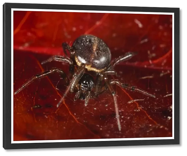 Common False Widow Spider (Steatoda bipunctata) adult female, resting on red leaf, Thirsk, North Yorkshire, England