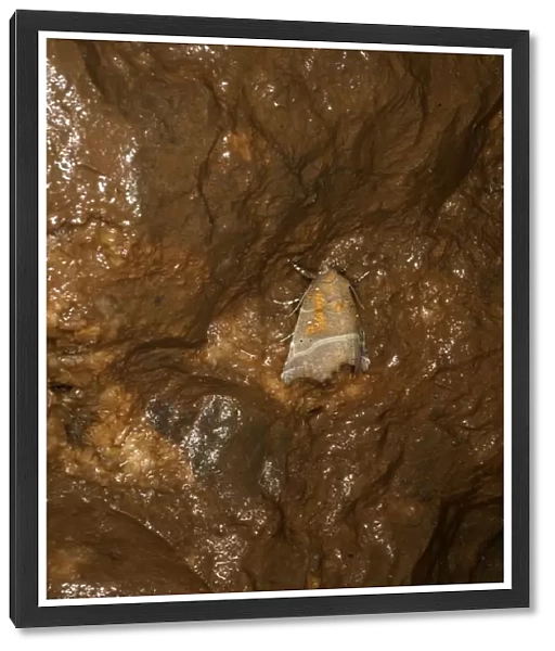 Herald Moth (Scoliopteryx libatrix) adult, hibernating in ochre stained limestone cave, Somerset, England, March