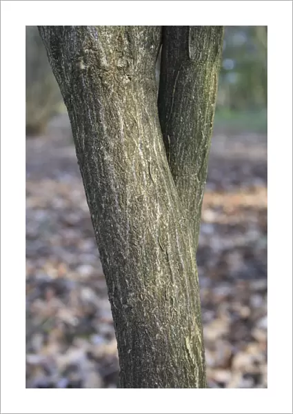 European Spindle (Euonymus europaeus) close-up of trunk, growing in woodland, Vicarage Plantation, Mendlesham, Suffolk