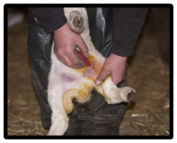 Sheep farming, farmer applying Orf vaccine to lamb, Chipping, Lancashire, England, May