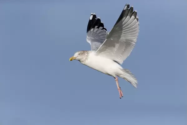 Herring Gull (Larus argentatus) adult, non-breeding plumage, in flight, Suffolk, England, December