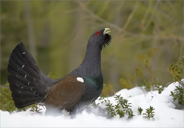 Western Capercaillie (Tetrao urogallus) adult male, displaying on snow in coniferous forest, Italian Alps, Italy, May