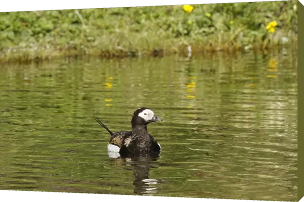 Long-tailed Duck (Clangula hyemalis) adult male, breeding plumage, swimming on river, Laxa River, Northern Iceland