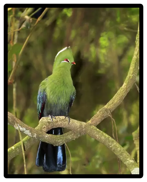 Knysna Turaco (Tauraco corythaix) adult, perched on branch, Knysna, Eastern Cape, South Africa, December