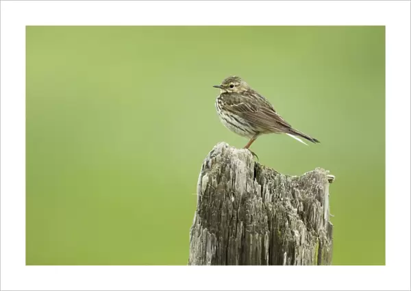 Meadow Pipit (Anthus pratensis) adult, standing on post, Iceland, June