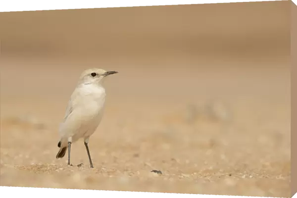 Tractrac Chat (Cercomela tractrac) adult, standing on sand, Namib Desert, Namibia, February