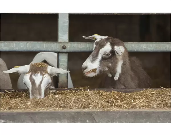 Domestic Goat, Toggenburg nannies, feeding at feed barrier in yard, Yorkshire, England, September
