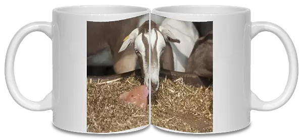 Domestic Goat, Toggenburg nanny, close-up of head, licking mineral block at feed barrier, Yorkshire, England, September