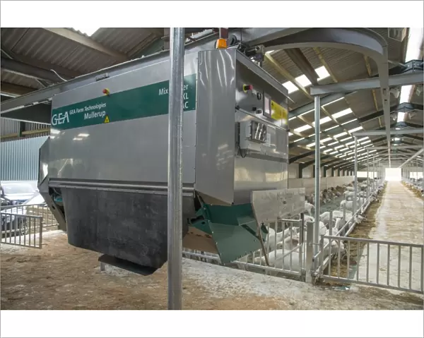 Domestic Goat, Saanen and Toggenburg nannies, dairy herd in yard with Mullerup automatic feeder, Yorkshire, England