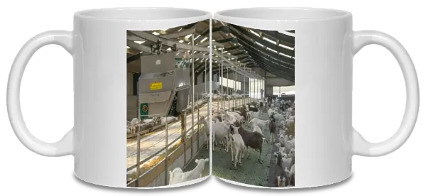 Domestic Goat, Saanen, Toggenburg and British Alpine nannies, dairy herd in yard with Mullerup automatic feeder