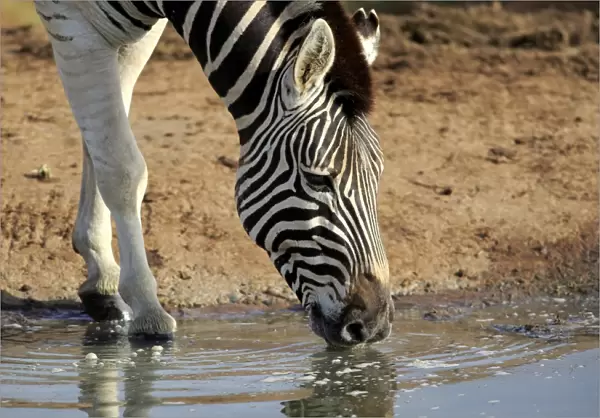 Burchells Zebra (Equus quagga burchelli) adult, close-up of head and front legs, drinking, Addo Elephant N. P