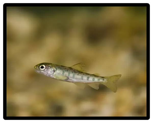 Atlantic Salmon (Salmo salar) young, parr swimming in tank, Scottish Centre for Ecology and the Natural Environment