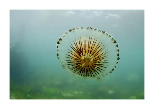 Compass Jellyfish (Chrysaora hysoscella) adult, swimming near coast, Falmouth, Cornwall, England, August