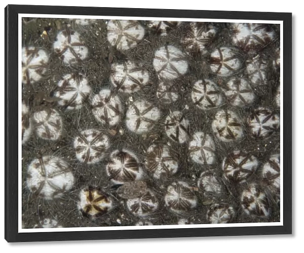 Hearth Heart Urchin (Maretia planulata) adults, group on black sand, Manado, Sulawesi, Greater Sunda Islands