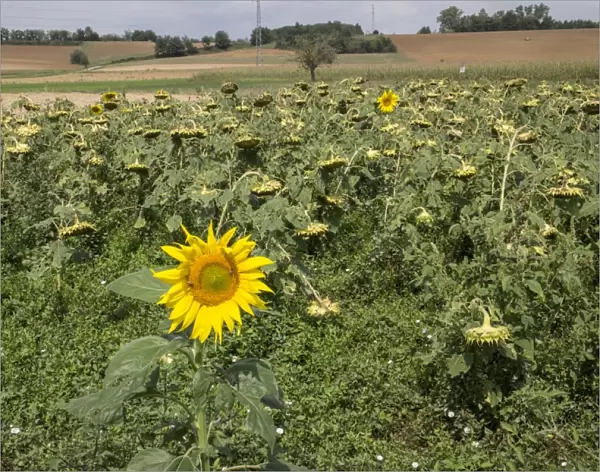 Downward facing over ripe sunflowers heads, together with two fresh flowers. In Italian farm field
