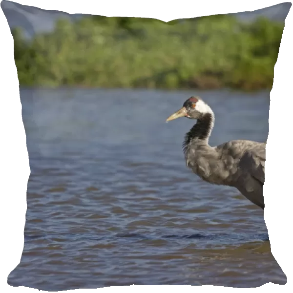 Common Crane (Grus grus) adult, bathing in water, Slimbridge, Gloucestershire, England, October